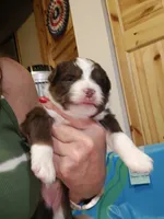 Rowan, a female Miniature Australian Shepherd for sale in Canon City, CO – 4 of 9