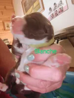 Blanche, a female Miniature Australian Shepherd for sale in Canon City, CO – 2 of 10