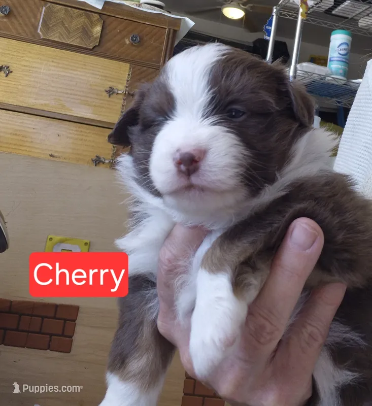 Cherry Jubilee  – Miniature Australian Shepherd puppy for sale in Canon City, CO