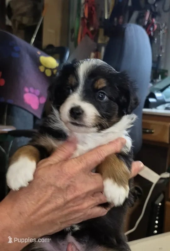 Zelda – Miniature Australian Shepherd puppy for sale in Canon City, CO