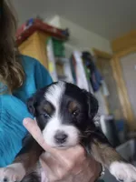 Zelda, a female Miniature Australian Shepherd for sale in Canon City, CO – 5 of 7