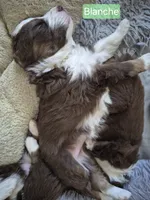 Blanche, a female Miniature Australian Shepherd for sale in Canon City, CO – 9 of 10