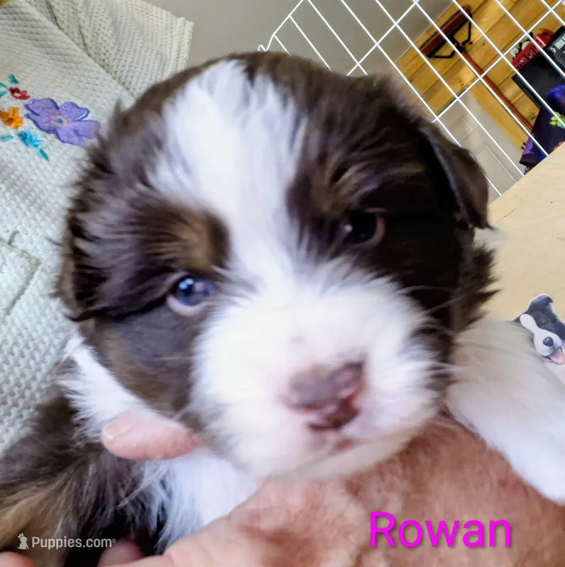 Rowan – Miniature Australian Shepherd puppy for sale in Canon City, CO