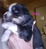 Fern, a female Miniature Australian Shepherd for sale in Canon City, CO – 2 of 7
