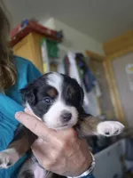 Zelda, a female Miniature Australian Shepherd for sale in Canon City, CO – 4 of 7