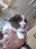 Rowan, a female Miniature Australian Shepherd for sale in Canon City, CO – 9 of 9