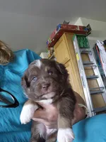 Rhett, a male Miniature Australian Shepherd for sale in Canon City, CO – 6 of 6