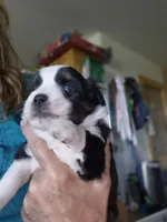 ERWIN, a male Miniature Australian Shepherd for sale in Canon City, CO – 5 of 6