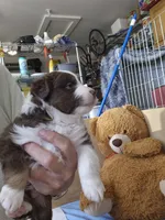 Blanche, a female Miniature Australian Shepherd for sale in Canon City, CO – 8 of 10