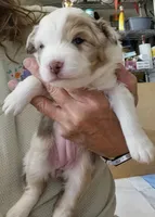 Clarette "Clare", a female Miniature Australian Shepherd for sale in Canon City, CO – 8 of 9