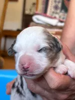 Wagner "Wags", a male Miniature Australian Shepherd for sale in Canon City, CO – 2 of 9