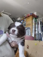 Maple, a female Miniature Australian Shepherd for sale in Canon City, CO – 10 of 10