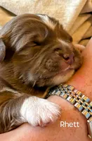 Rhett, a male Miniature Australian Shepherd for sale in Canon City, CO – 2 of 6
