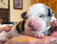 Vincent, a male Miniature Australian Shepherd for sale in Canon City, CO – 3 of 7