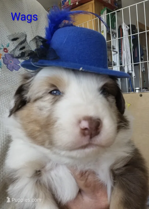 Wagner "Wags" – Miniature Australian Shepherd puppy for sale in Canon City, CO