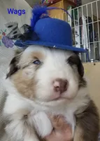 Wagner "Wags", a male Miniature Australian Shepherd for sale in Canon City, CO – 1 of 9