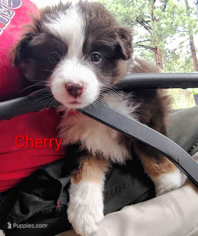 Cherry Jubilee  – Miniature Australian Shepherd puppy for sale in Canon City, CO