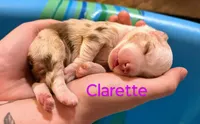 Clarette "Clare", a female Miniature Australian Shepherd for sale in Canon City, CO – 2 of 9