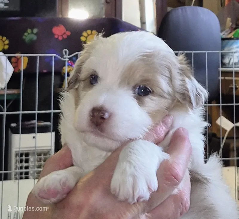 Clarette "Clare" – Miniature Australian Shepherd puppy for sale in Canon City, CO