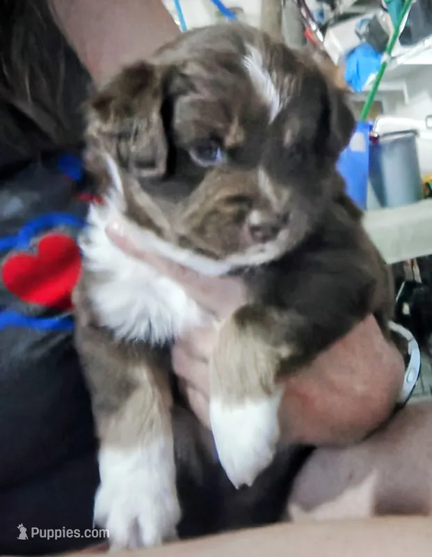 Rhett – Miniature Australian Shepherd puppy for sale in Canon City, CO