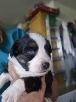 ERWIN, a male Miniature Australian Shepherd for sale in Canon City, CO – 4 of 6