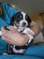 Fern, a female Miniature Australian Shepherd for sale in Canon City, CO – 4 of 7