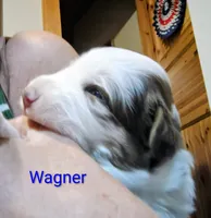Wagner "Wags", a male Miniature Australian Shepherd for sale in Canon City, CO – 4 of 9