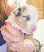 Wagner "Wags", a male Miniature Australian Shepherd for sale in Canon City, CO – 7 of 9