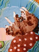 Clarette "Clare", a female Miniature Australian Shepherd for sale in Canon City, CO – 5 of 9