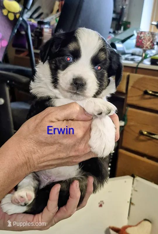 ERWIN – Miniature Australian Shepherd puppy for sale in Canon City, CO