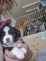 Rowan, a female Miniature Australian Shepherd for sale in Canon City, CO – 8 of 9