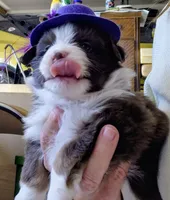 Cherry Jubilee , a female Miniature Australian Shepherd for sale in Canon City, CO – 7 of 8