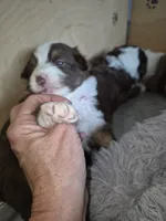 Rowan, a female Miniature Australian Shepherd for sale in Canon City, CO – 7 of 9