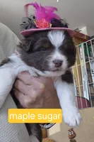 Maple, a female Miniature Australian Shepherd for sale in Canon City, CO – 2 of 10