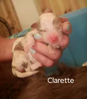 Clarette "Clare", a female Miniature Australian Shepherd for sale in Canon City, CO – 6 of 9