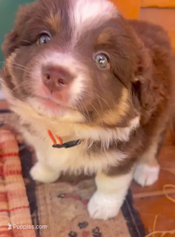 Maple – Miniature Australian Shepherd puppy on hold in Canon City, CO