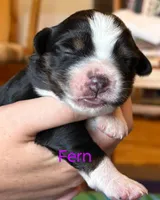 Fern, a female Miniature Australian Shepherd for sale in Canon City, CO – 5 of 7