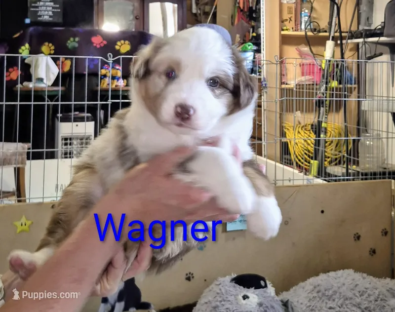 Wagner "Wags" – Miniature Australian Shepherd puppy for sale in Canon City, CO