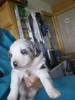 Vincent, a male Miniature Australian Shepherd for sale in Canon City, CO – 6 of 7