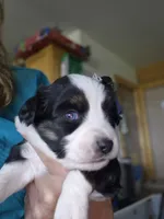 ERWIN, a male Miniature Australian Shepherd for sale in Canon City, CO – 3 of 6