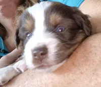 Percy, a male Miniature Australian Shepherd for sale in Canon City, CO – 6 of 6