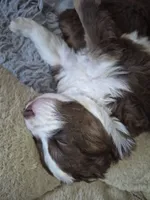 Blanche, a female Miniature Australian Shepherd for sale in Canon City, CO – 10 of 10