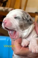 Wagner "Wags", a male Miniature Australian Shepherd for sale in Canon City, CO – 3 of 9