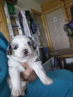 Vincent, a male Miniature Australian Shepherd for sale in Canon City, CO – 5 of 7