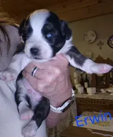 ERWIN, a male Miniature Australian Shepherd for sale in Canon City, CO – 2 of 6