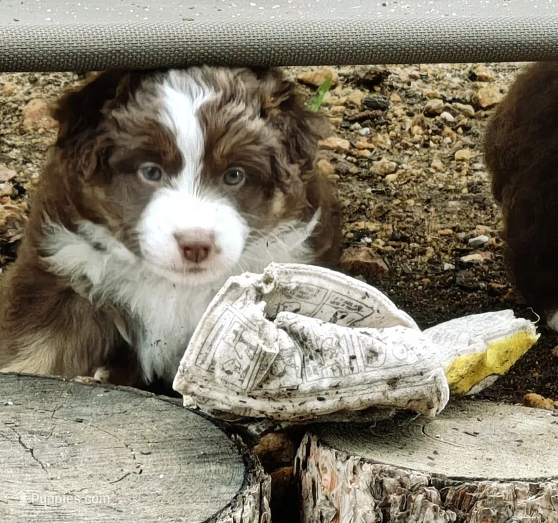 Blanche – Miniature Australian Shepherd puppy for sale in Canon City, CO