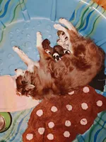 Blanche, a female Miniature Australian Shepherd for sale in Canon City, CO – 3 of 10