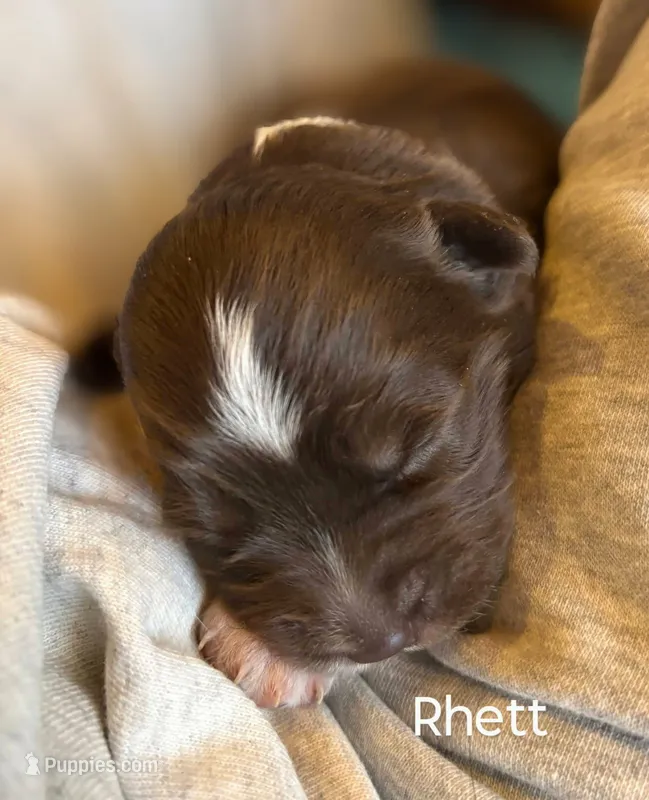 Rhett – Miniature Australian Shepherd puppy for sale in Canon City, CO