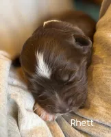 Rhett, a male Miniature Australian Shepherd for sale in Canon City, CO – 1 of 6