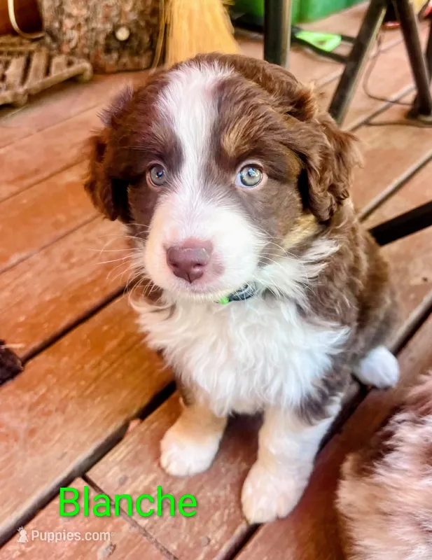 Blanche – Miniature Australian Shepherd puppy on hold in Canon City, CO